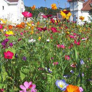 Blumenwiese_Oststeiermark | © Josef Kogler