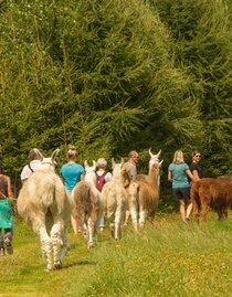 Gruppe Lamawanderung | © Carolina Gigleitner | © Carolina Gigleitner