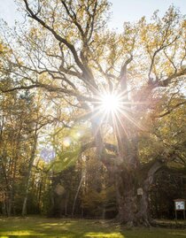 1000jährige Eiche im Herbst | © Kurkommission Bad Blumau | Jennifer Rath | © Kurkommission Bad Blumau