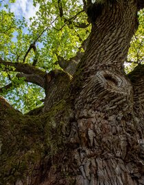 Baumstamm der Eiche | © Kurkommission Bad Blumau | Christian Thomaser | © Kurkommission Bad Blumau