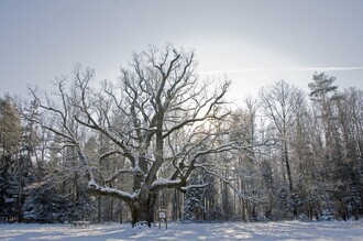 Eiche im Winter | © Kurkommission Bad Blumau