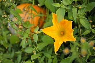 Farm-gate sales_pumpkin blossom_Eastern Styria | © Tourismusverband Oststeiermark