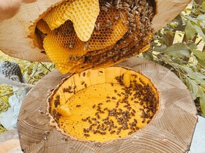 Imkerei Janisch_ Bienenstock_Oststeiermark | © Imkerei Janisch