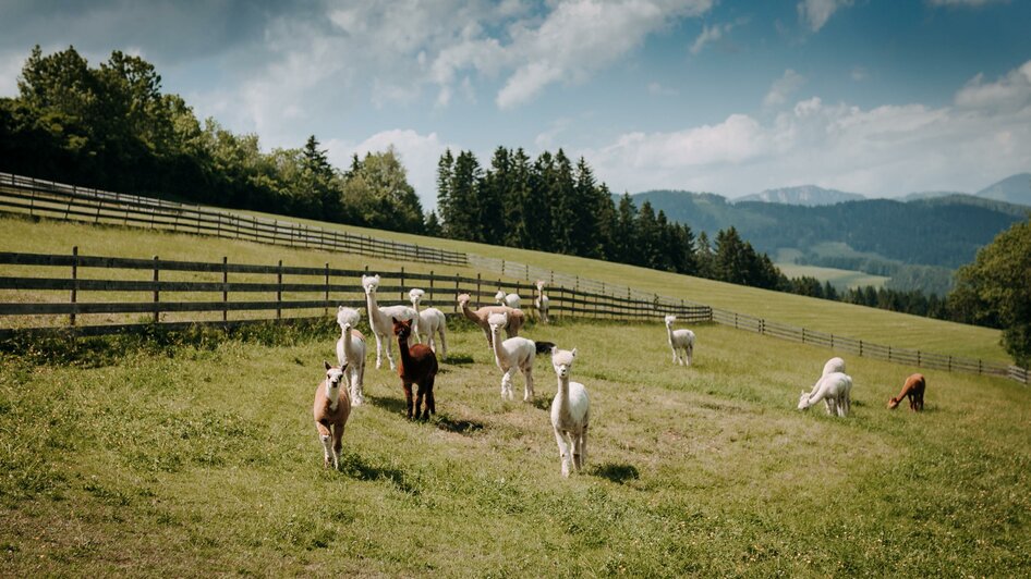 Zottlerhof Alpakas2 | © Zottlerhof Alpakas