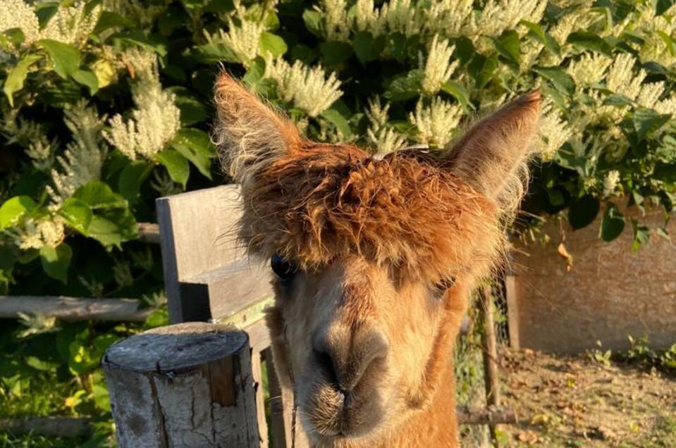 Alpacas Gaugl - Impression #1 | © Tourismusverband Oststeiermark