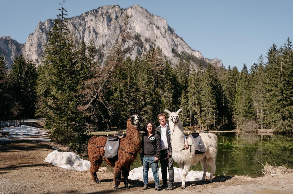 Mit Lamas unterwegs | Sternenglueckfotografie | © Alpakas, Lamas und Rentiere zum Grünen See Alpakas, Lamas und Rentiere zum Grünen See - Impression #1 | © Alpakas, Lamas und Rentiere zum Grünen See