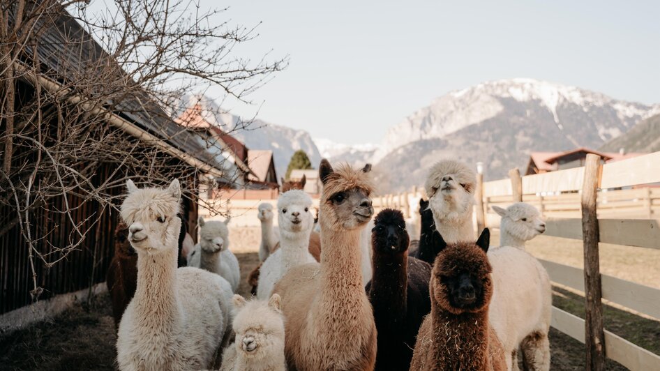 Unsere Alpakas | Sternenglueckfotografie | © Alpakas und Lama zum Grünen See Unsere Alpakas | © Alpakas und Lama zum Grünen See