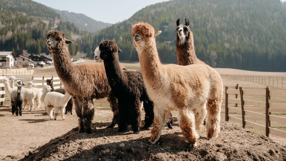 Alpakas und Lama | Sternenglueckfotografie | © Alpakas und Lama zum Grünen See Alpakas und Lama | © Alpakas und Lama zum Grünen See