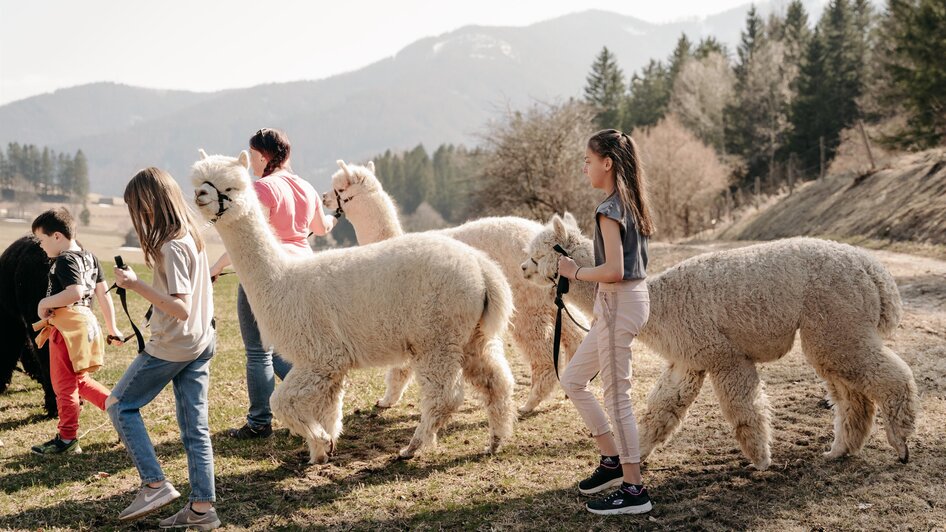 Alpaka- und Lama-Wanderung 1 | Sternenglueckfotografie | © Alpakas und Lama zum Grünen See Alpaka- und Lama-Wanderung 1 | © Alpakas und Lama zum Grünen See