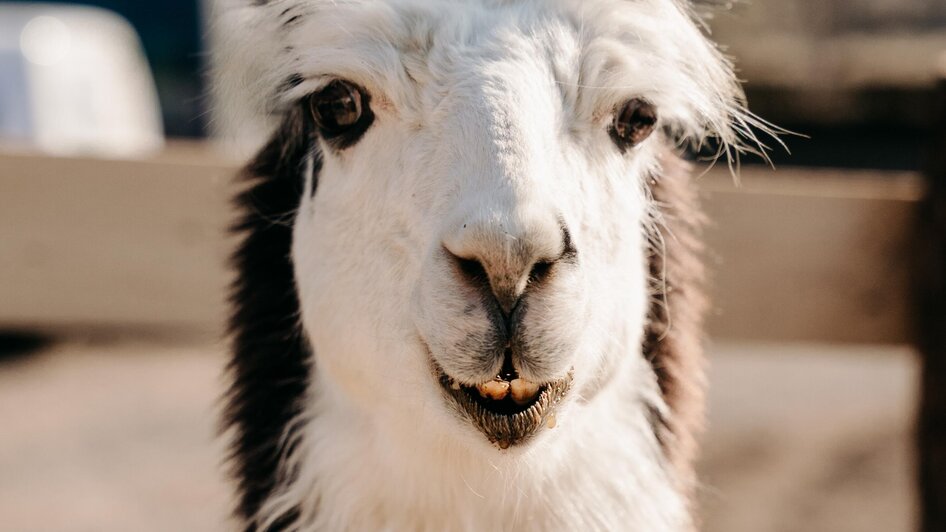 Lama Solero | Sternenglueckfotografie | © Alpakas und Lama zum Grünen See Lama Solero | © Alpakas und Lama zum Grünen See