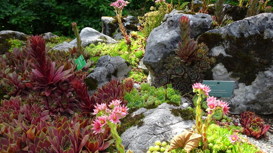 Alpengarten, Bad Aussee, robuste Alpenblumen | © Anna Steiner