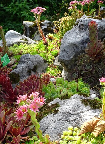  Alpine Garden, Bad Aussee, robust alpine flower | Anna Steiner | © Anna Steiner