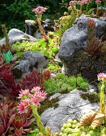 Alpengarten, Bad Aussee, robuste Alpenblumen | © Anna Steiner | Anna Steiner | © Anna Steiner