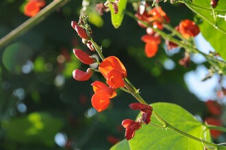 Käferbohnenblüte | © Bäcksteffl