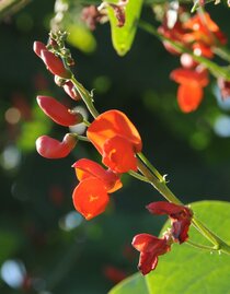 Käferbohnenblüte | © Bäcksteffl | Dieter Ciglar | © Bäcksteffl