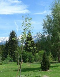 Baumlehrpfad | © Fanz Gepp | Fanz Gepp | © Fanz Gepp