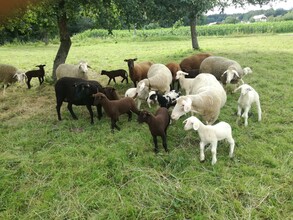 Wiesnlampl_Sheep_Eastern Styria | © Bauernhof Schweighofer - Wiesnlampl