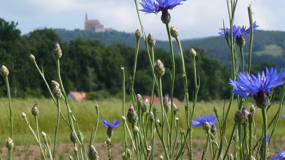 Bio Kräuterhof Zemanek_Wiese_Oststeiermark | © Biokräuterhof Zemanek