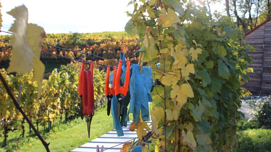 Lese im Herbst | © Weingut Ploder-Rosenberg