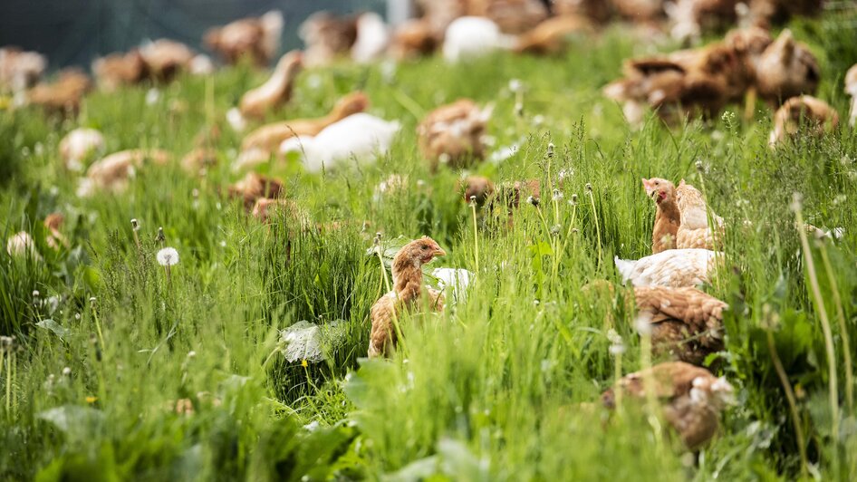 Brandner-Hendl-Murtal-Steiermark | ©  Biohof Brandner