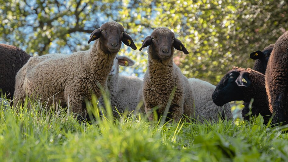 Brandner-Schafe-Murtal-Steiermark | ©  Biohof Brandner