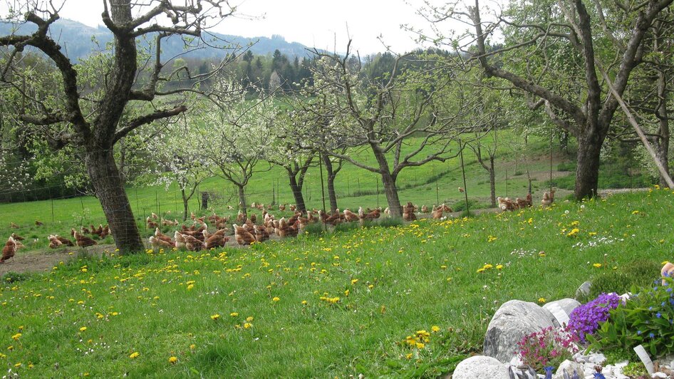 BiohofSteidl-Außenansicht2-Murtal-Steiermark | © Familie Steidl