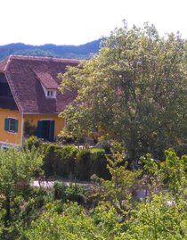Bioweingut Menhard Thomas | Eva Menhard | © Eva Menhard | Bioweingut Menhard Thomas