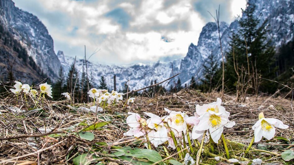 Rund um den Brunnsee im Frühjahr | © Christian Scheucher