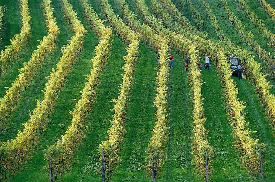 Buschenschank Ernst - Impression #1 | © Tourismusverband Oststeiermark