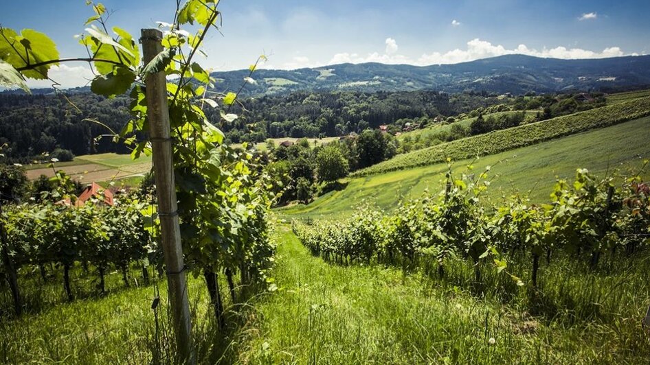 Weingarten Hiden Hochgrail | © Schilcherland Steiermark