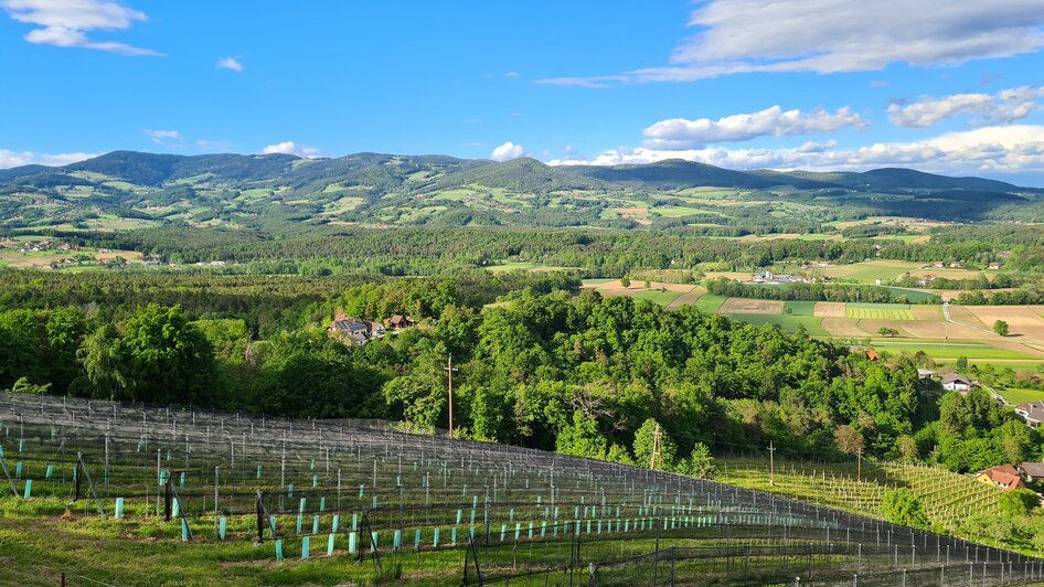 Buschenschank Kainer_Weinberge_Oststeiermark | © Tourismusverband Oststeiermark