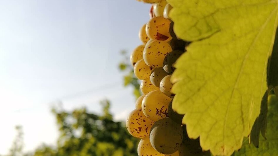 Weingut Buschenschank Lamprecht Weingarten | © Weingut Lamprecht | Fam. Lamprecht