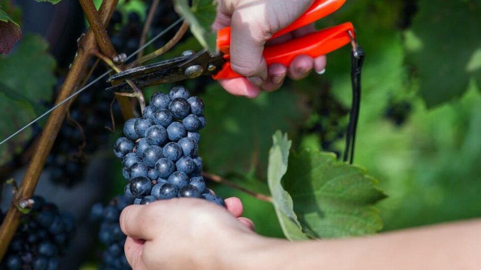 Machater Trauben 1 | © Paul Stajan Weingut Machater