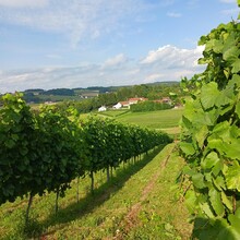 Buschenschank_Safenhof_Weinberge_Oststeiermark | © Oststeiermark Tourismus