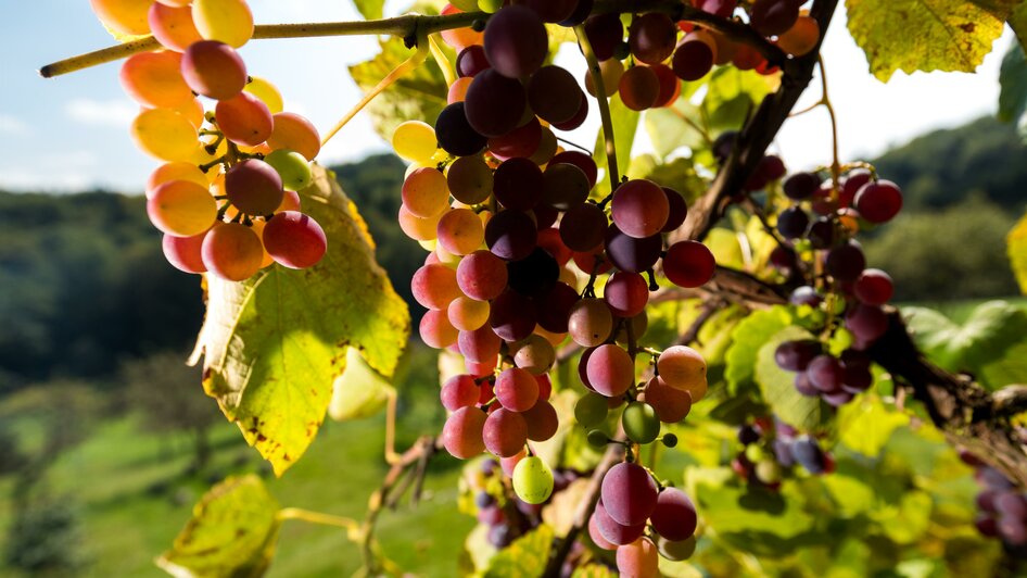 Weinreben in der Erlebnisregion Graz | © Region Graz - Harry Schiffer