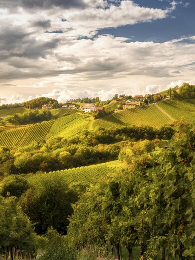 Panorama Weinstraße | © Steiermark Tourismus | Wolfgang Jauk | Wolfgang Jauk | © Steiermark Tourismus | Wolfgang Jauk