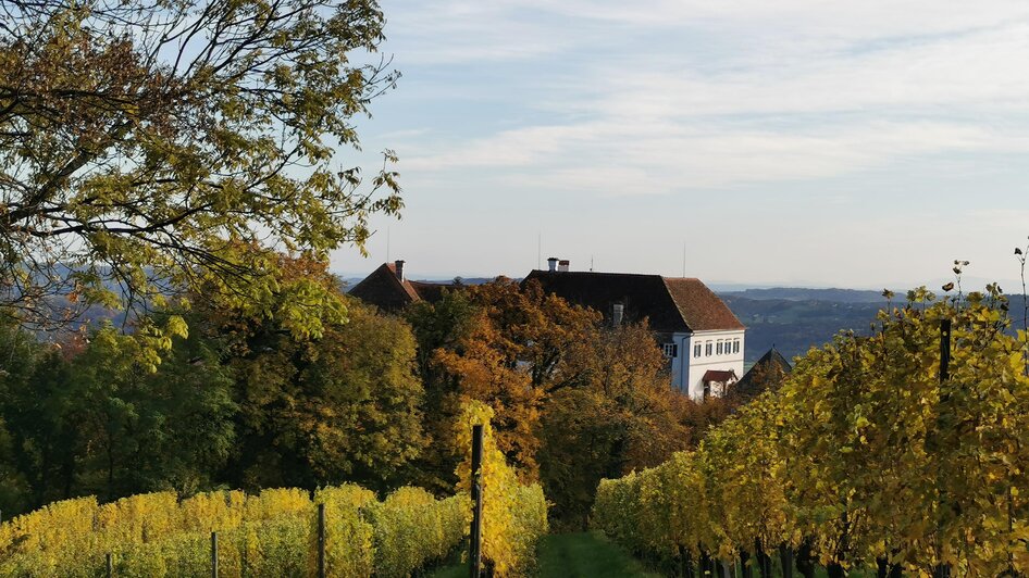 Blick durch die Weingärten auf Schloss Kapfenstein | © Spiritour.at