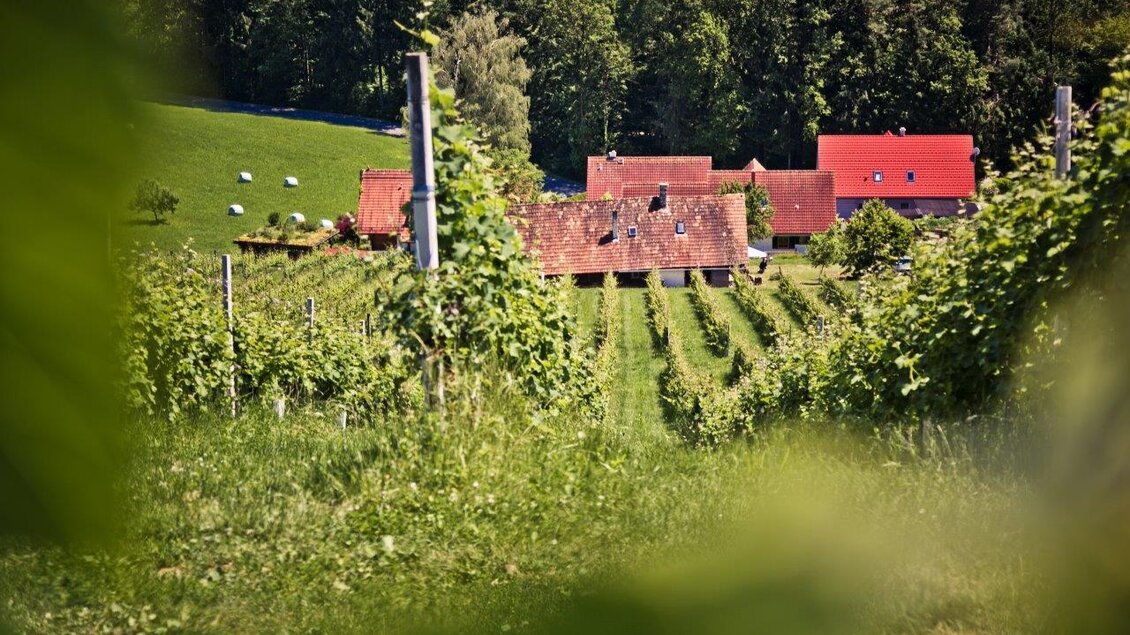 Eine malerische Landschaft mit Weinbergen und einem Bauernhaus mit roten Dächern. Im Hintergrund sind Bäume und einige Schafe zu sehen. | © TV Südsteiermark - Lupi Spuma