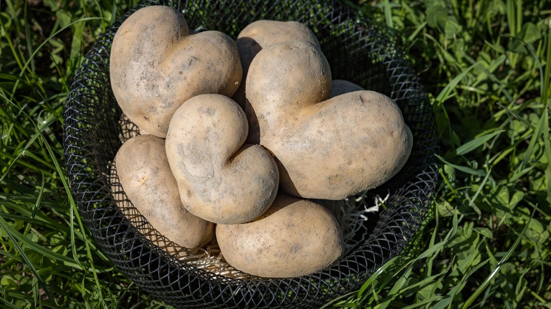 Ein Korb mit ungewöhnlich geformten Kartoffeln auf grünem Gras. Die Kartoffeln haben eine knubbelige Form und sind in einem schwarzen Netz. | © Netzwerk Kulinarik wildbild