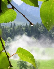Dampfende Wiese