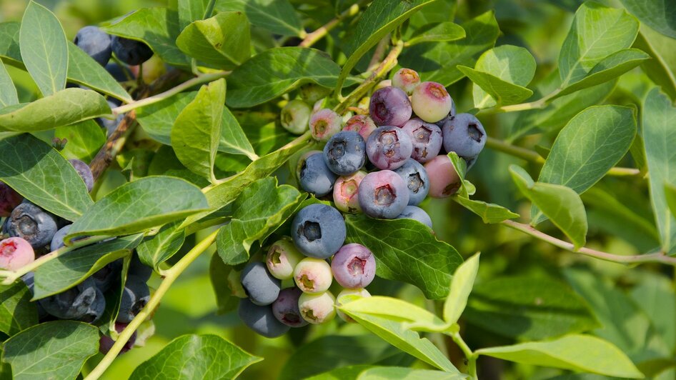 Draxl-Heidelbeeren-Murtal-Steiermark | © Pixabay