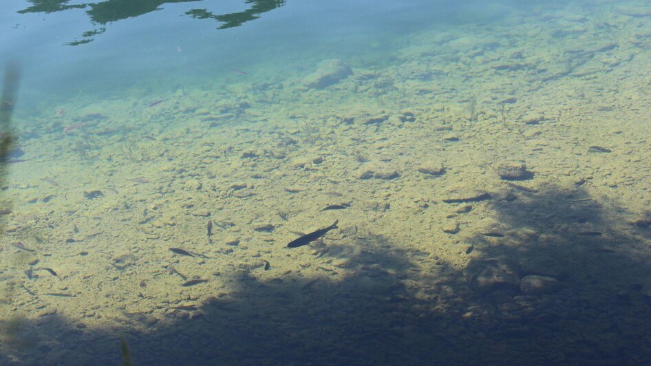 Fischen, Grundlsee, Fische im See | © Viola Lechner