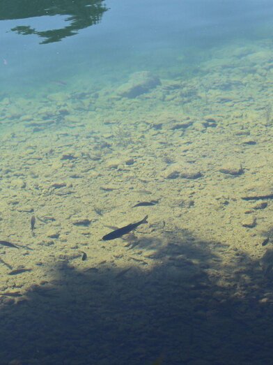 Fishing, Grundlsee, Fish in the lake | © Viola Lechner | Viola Lechner | © Viola Lechner