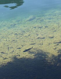 Fischen, Grundlsee, Fische im See | © Viola Lechner | Viola Lechner | © Viola Lechner