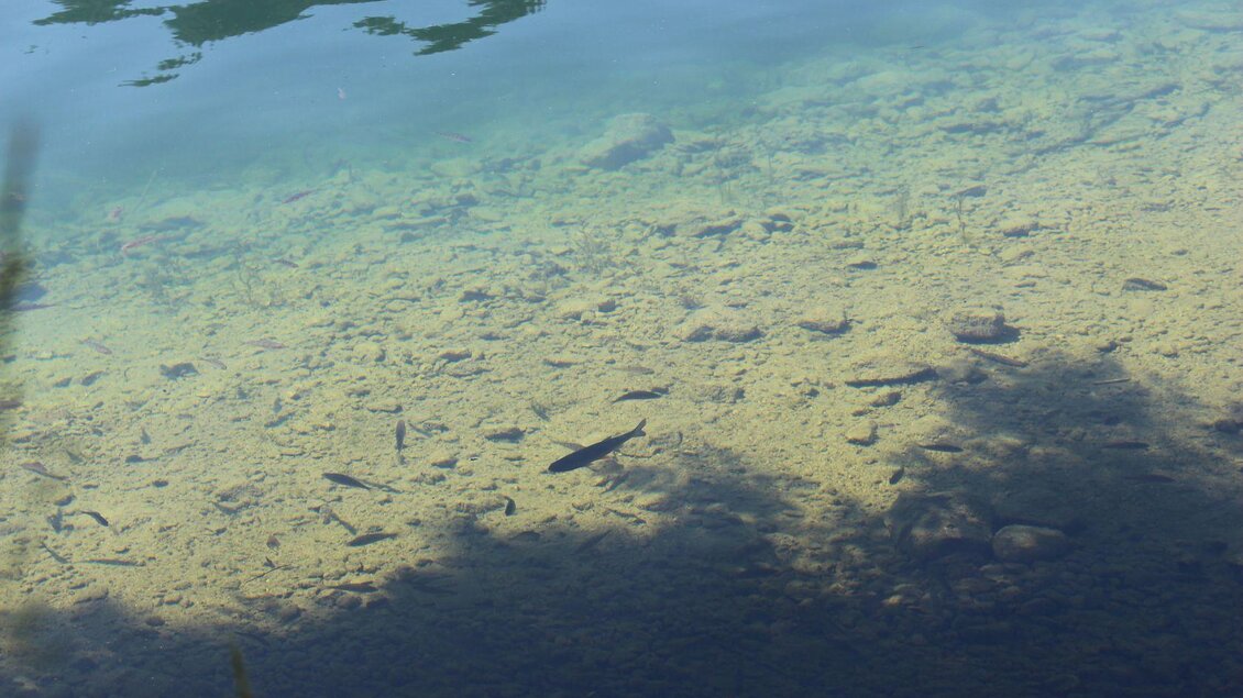 Fischen, Grundlsee, Fische im See | © Viola Lechner