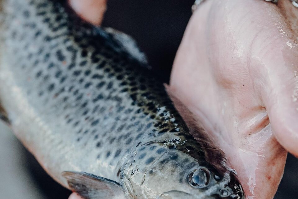 Trout Farming Igler - Impression #1 | © Forellenzucht Igler