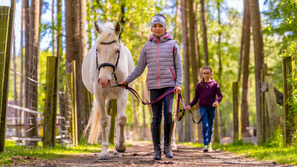 Pferde bei der Römerhütte | © Kräuterregion Wechselland, Oststeiermark Tourismus