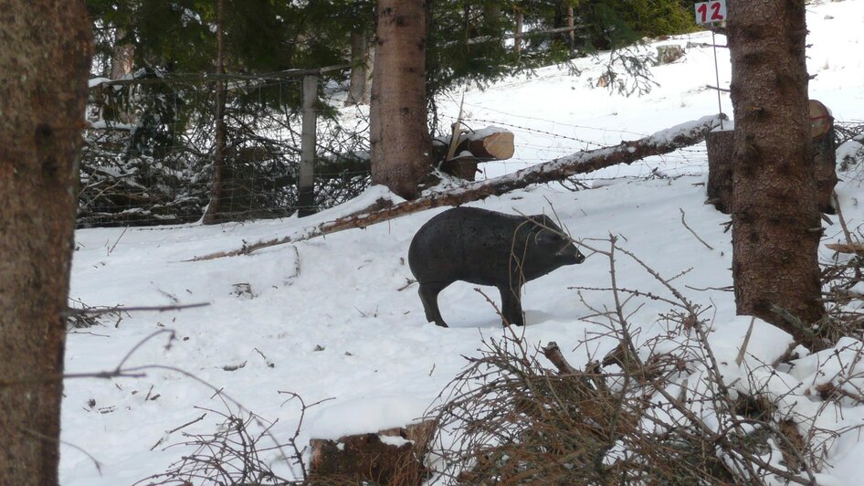 Wildschwein im Winter | © Tourismusverband Murau