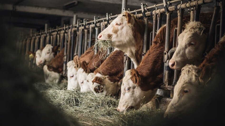 Tiere im modern ausgestatteten Stall | © Stefan Leitner