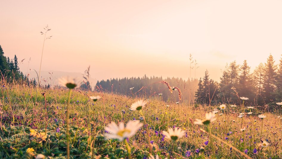 Saftige Weiden | © Tourismusverband Murau